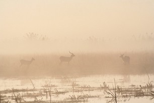 Agns Escriva - Trieau dans la brume