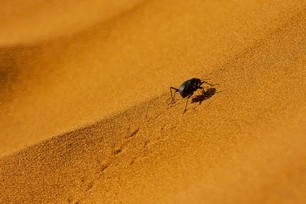 Agns Escriva - Vent de sable