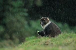 Bruno Schmetz - Rainy Lunch