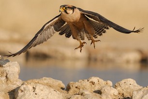 G et J-Ph Baude-Routier - Lanner falcon take off