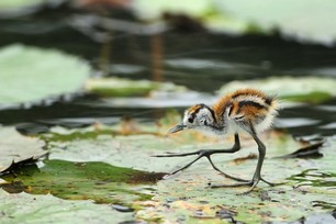 G et J-Ph Baude-Routier - Little Jacana sur canape de nnuphars